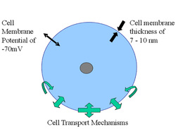 Transmembrane Potential